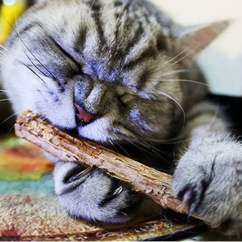 Bâtonnets Matatabi pour chat – Nettoyage des dents et santé bucco-dentaire CJ