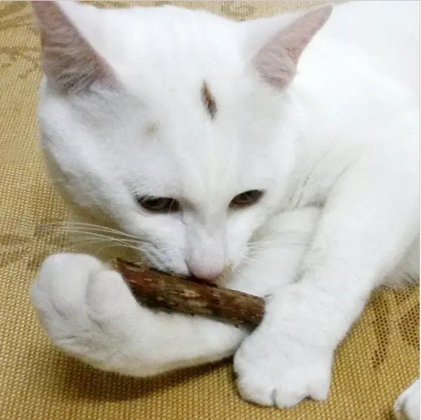 Bâtonnets Matatabi pour chat – Nettoyage des dents et santé bucco-dentaire CJ