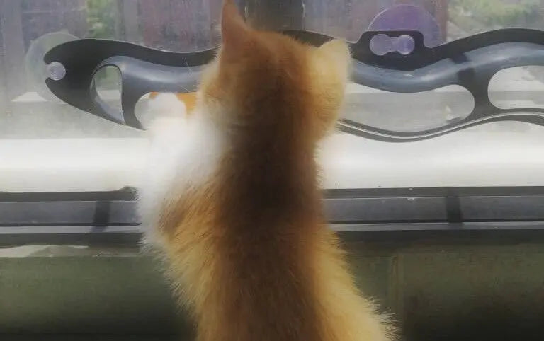 Balle de jeu pour chat, dimensions
