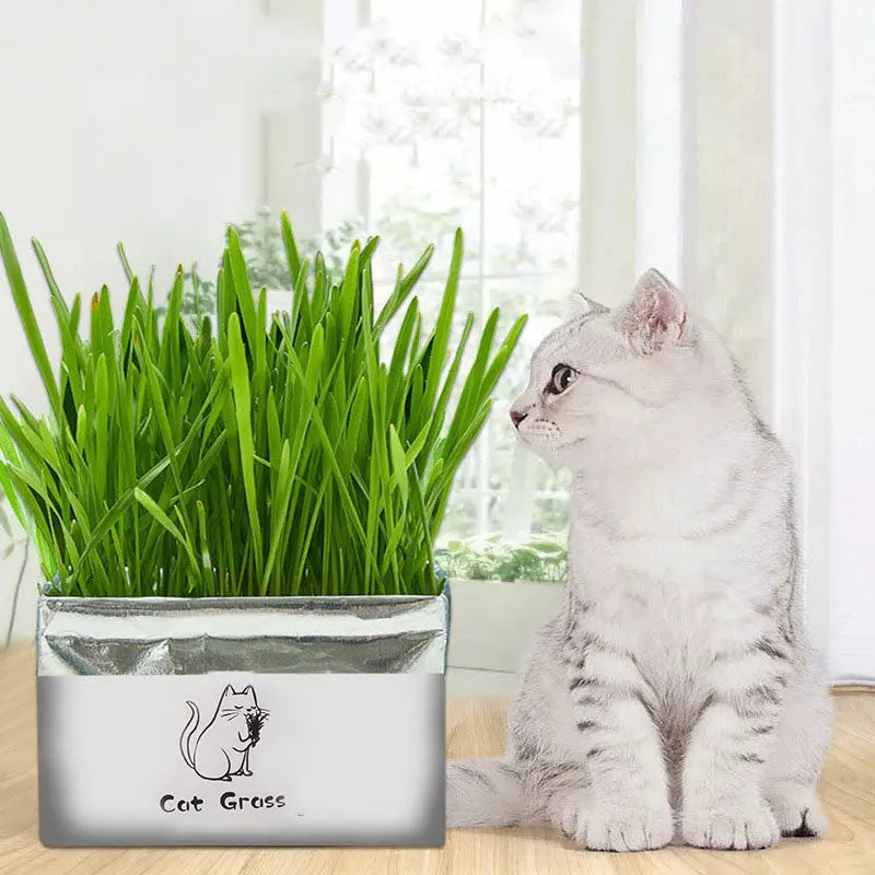 Herbe à chat biologique sans terre – Accessoires pour l’hygiène bucco-dentaire des chats CJ