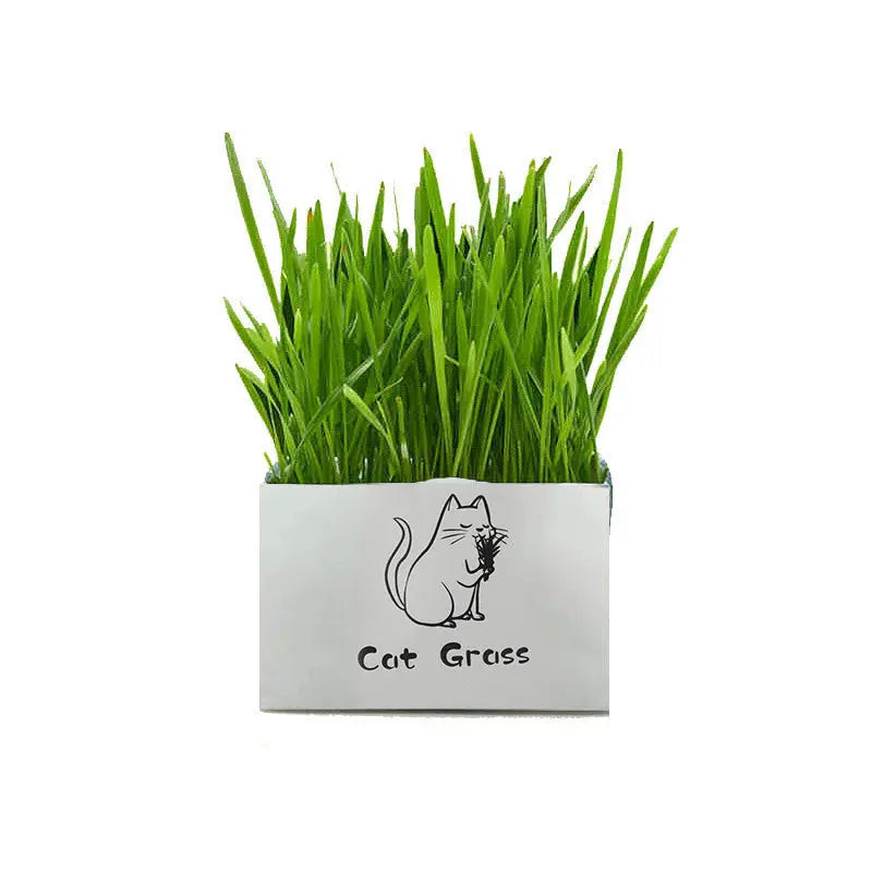 Herbe à chat biologique sans terre – Accessoires pour l’hygiène bucco-dentaire des chats CJ